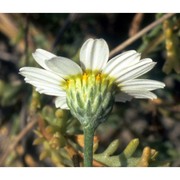 anthemis maritima l.