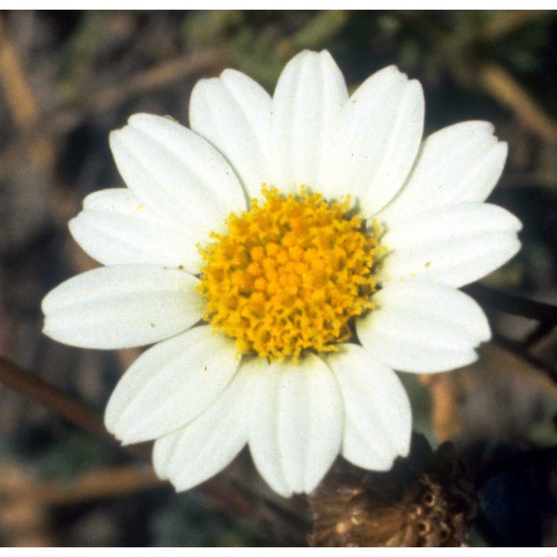 anthemis maritima l.