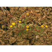 anthemis muricata (dc.) guss.