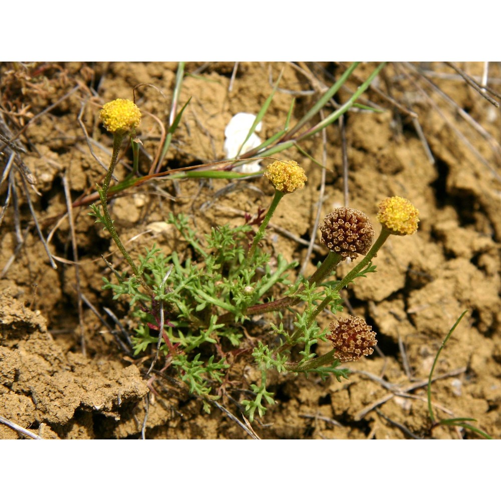 anthemis muricata (dc.) guss.