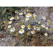 anthemis peregrina l. subsp. peregrina