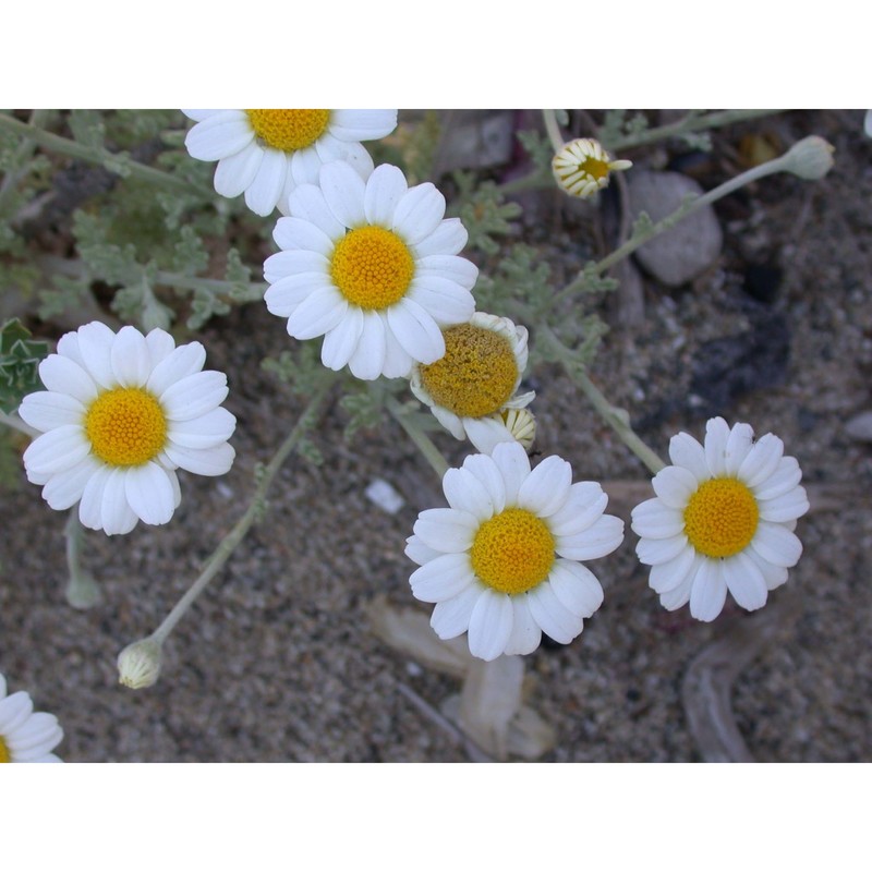 anthemis peregrina l. subsp. peregrina