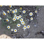 anthemis peregrina l. subsp. peregrina