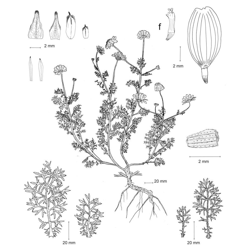 anthemis pignattiorum guarino, raimondo et domina