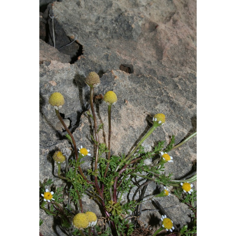 anthemis secundiramea biv.