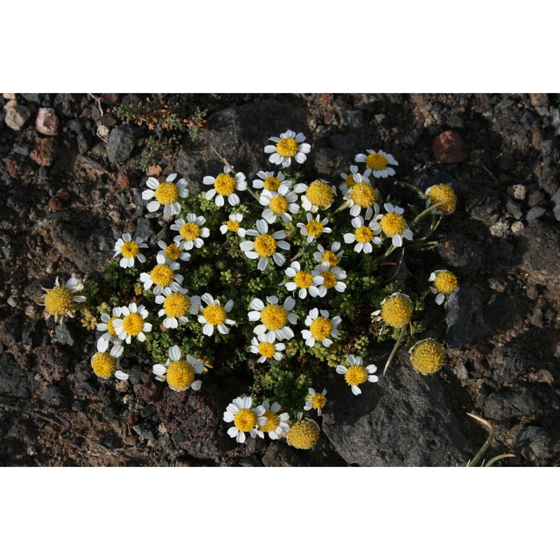 anthemis urvilleana (dc.) sommier et caruana