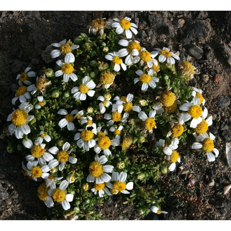 anthemis urvilleana (dc.) sommier et caruana