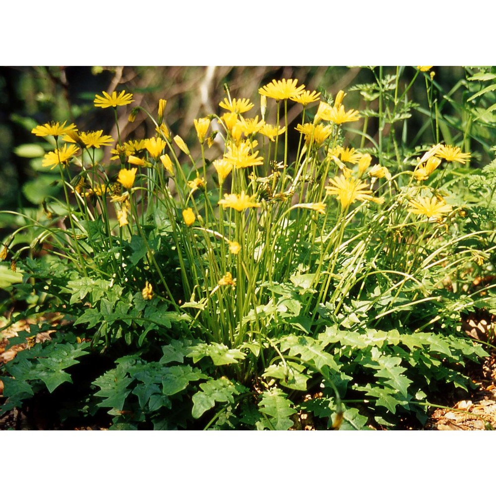 aposeris foetida (l.) less.