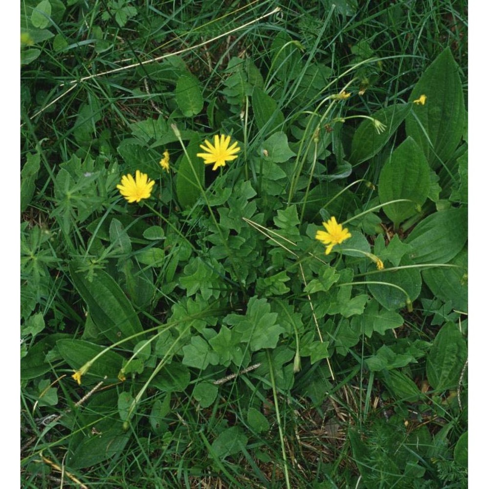 aposeris foetida (l.) less.