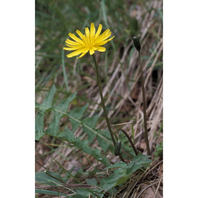 aposeris foetida (l.) less.