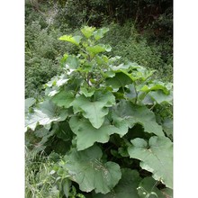 arctium lappa l.