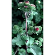 arctium lappa l.