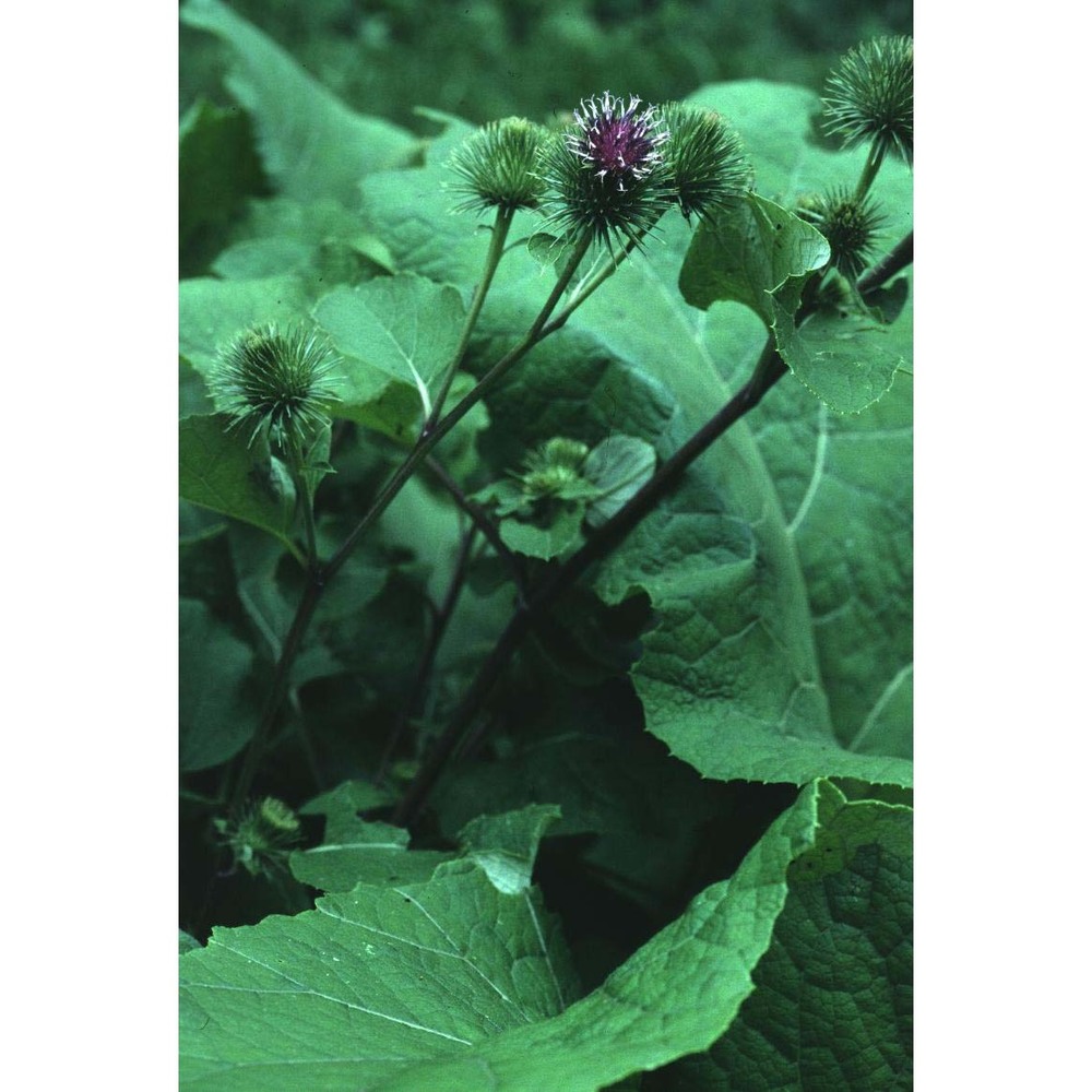 arctium lappa l.