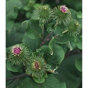 arctium lappa l.