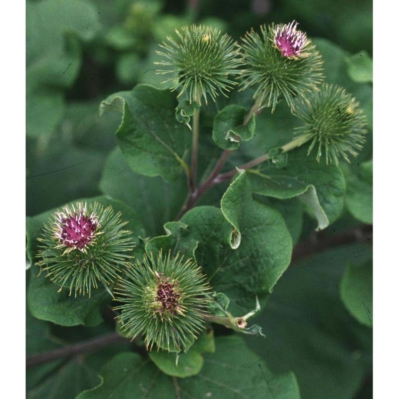 arctium lappa l.