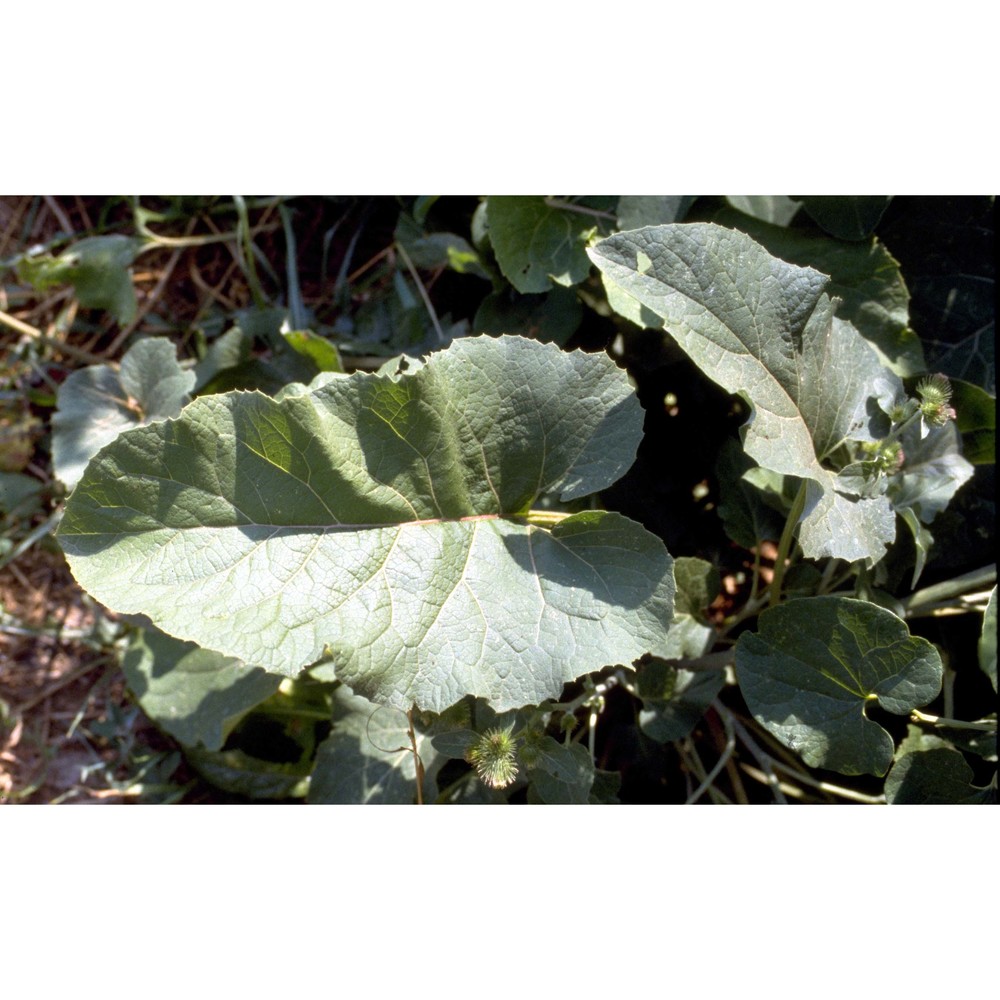 arctium minus (hill) bernh.