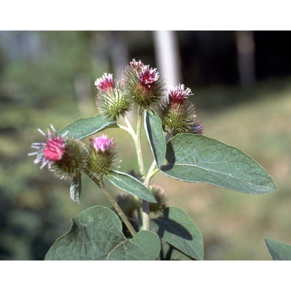 arctium minus (hill) bernh.