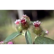 arctium minus (hill) bernh.