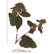 arctium minus (hill) bernh.