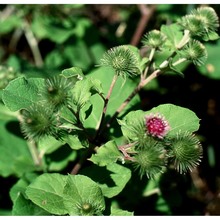 arctium nemorosum lej.