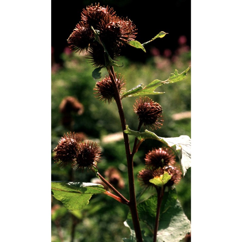 arctium nemorosum lej.