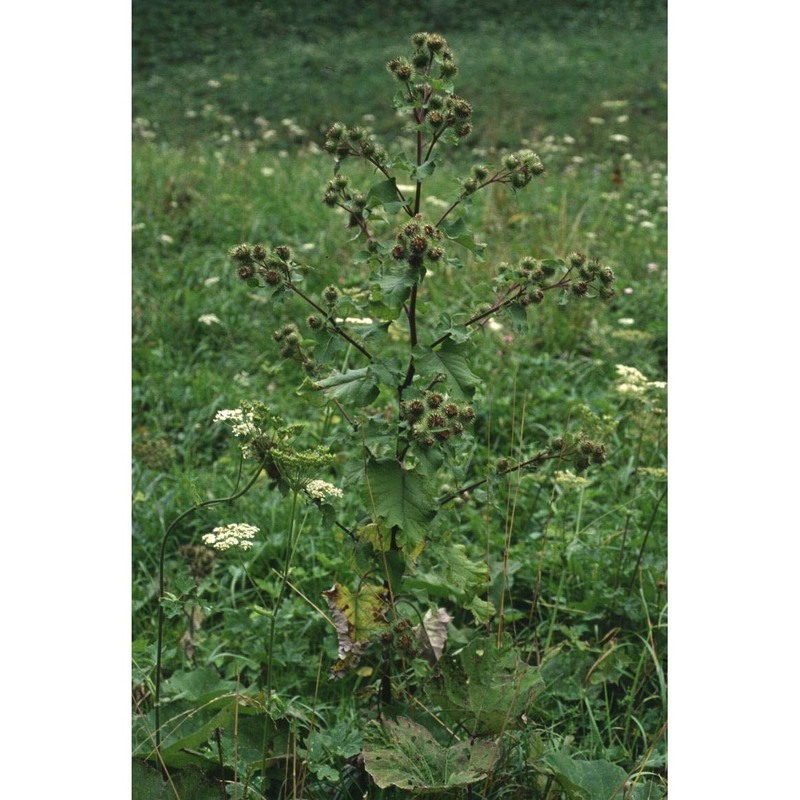 arctium nemorosum lej.