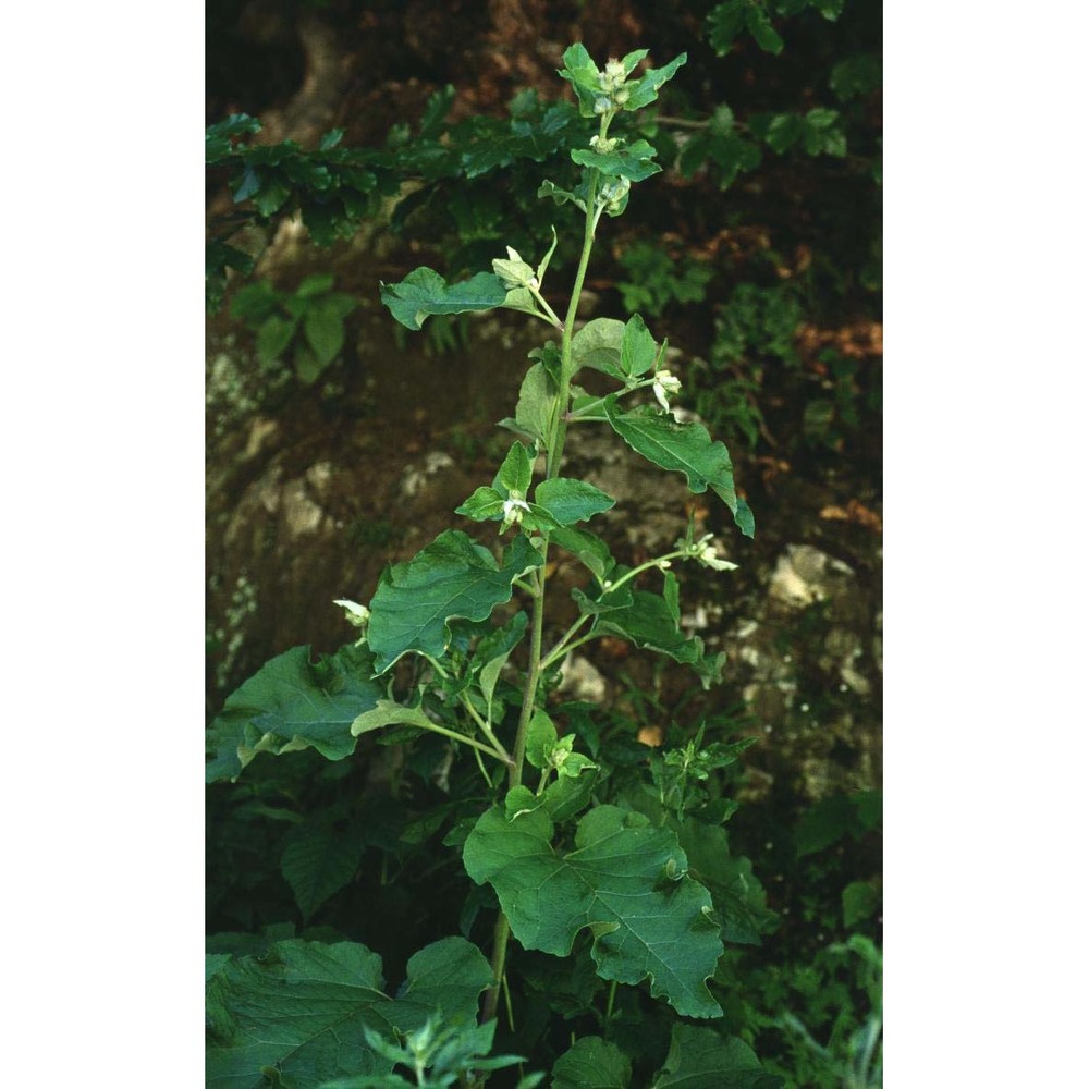 arctium nemorosum lej.