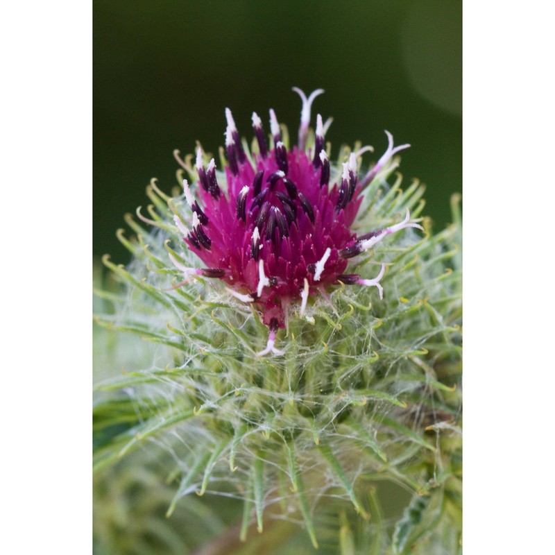 arctium tomentosum mill.