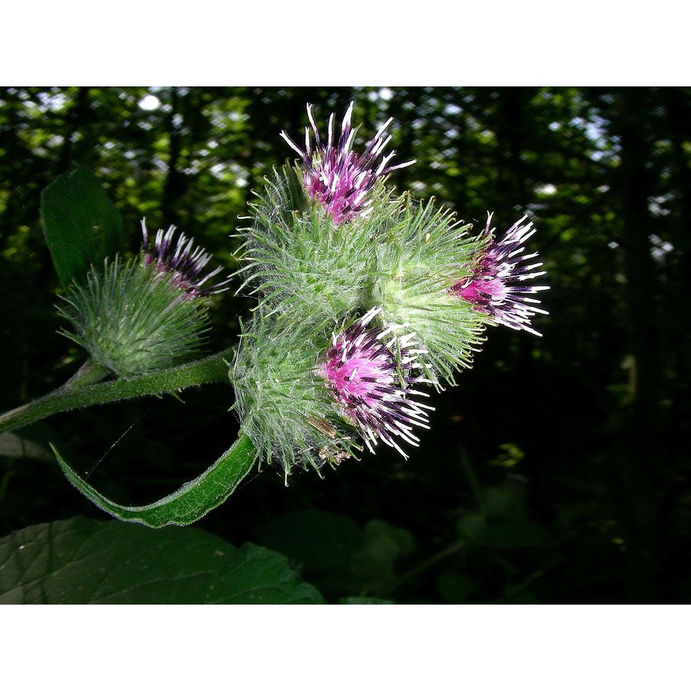 arctium tomentosum mill.