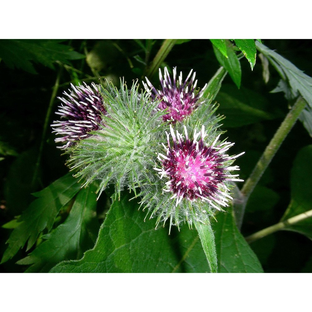 arctium tomentosum mill.