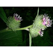 arctium tomentosum mill.