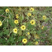 arctotheca calendula (l.) levyns