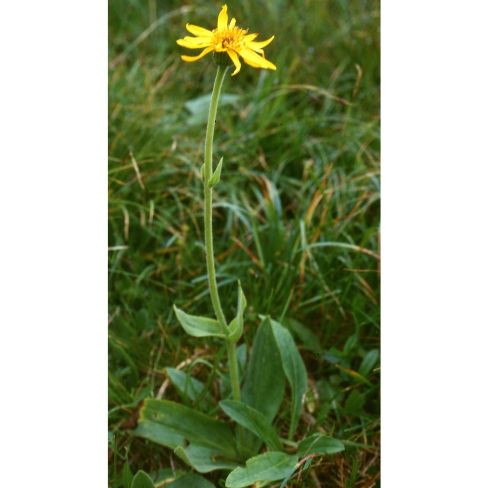 arnica montana l. subsp. montana