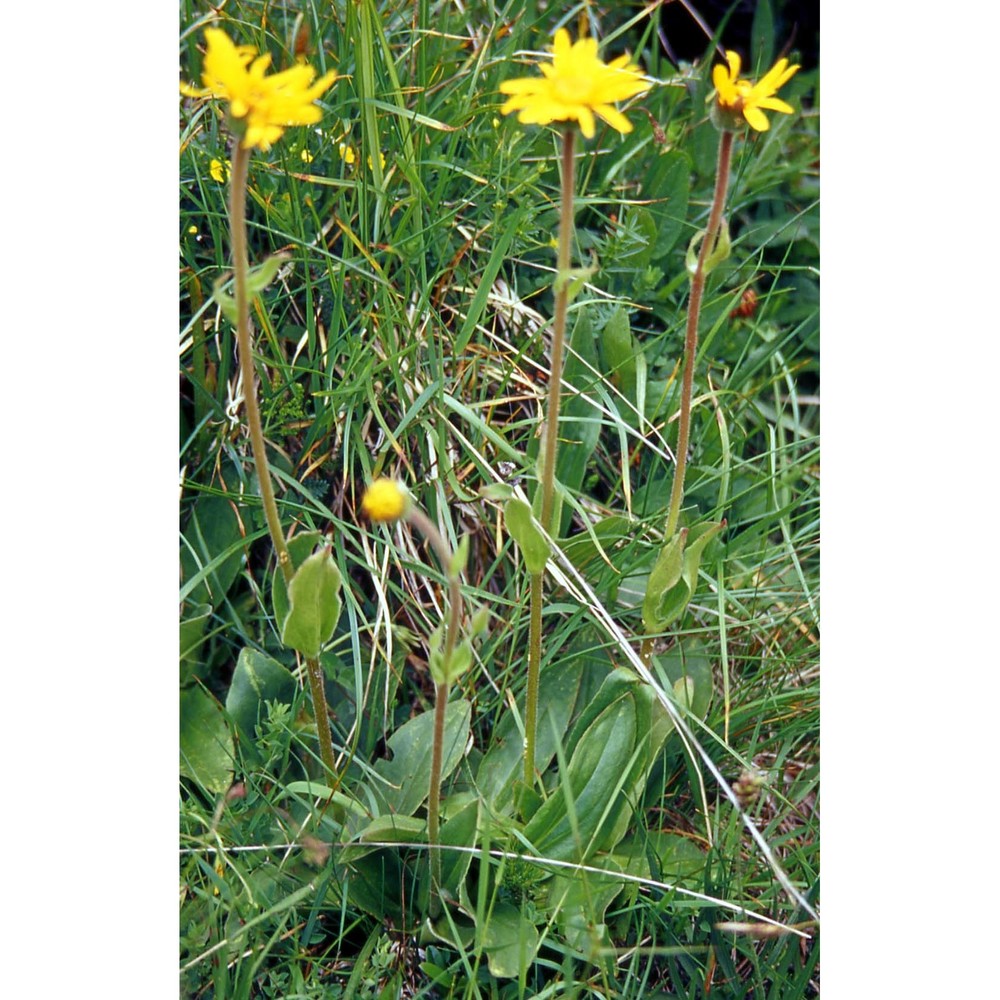 arnica montana l. subsp. montana