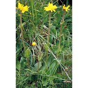 arnica montana l. subsp. montana