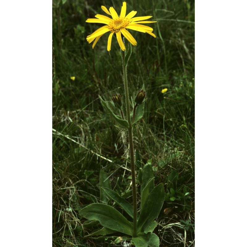 arnica montana l. subsp. montana