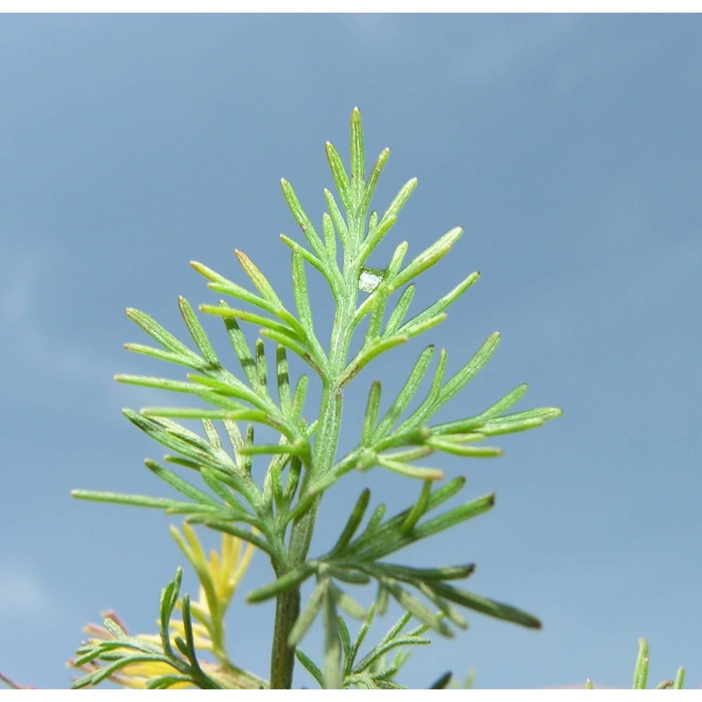 artemisia abrotanum l.