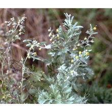 artemisia absinthium l.