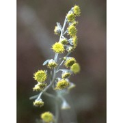 artemisia absinthium l.