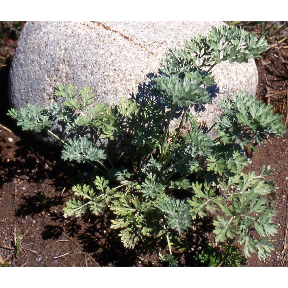 artemisia absinthium l.