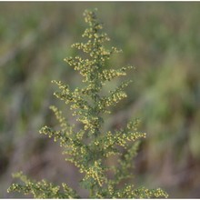 artemisia annua l.