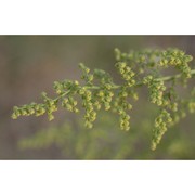 artemisia annua l.