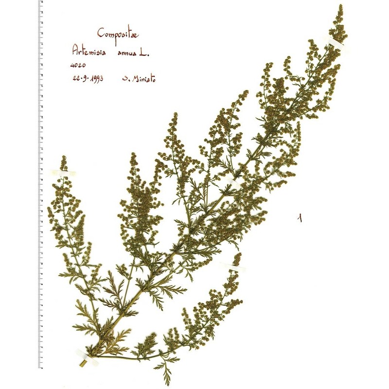 artemisia annua l.