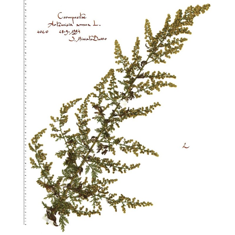 artemisia annua l.