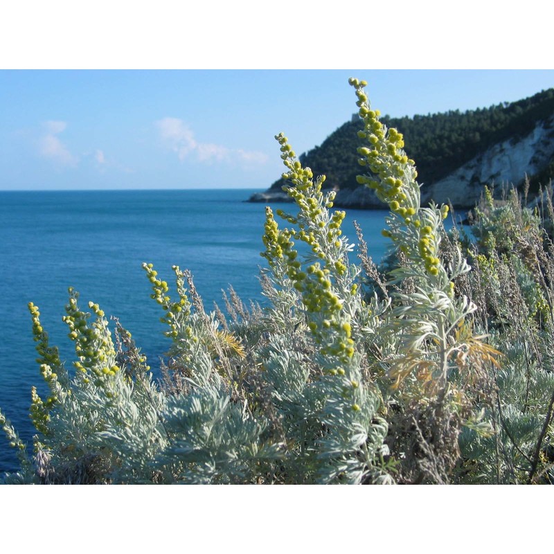 artemisia arborescens l.