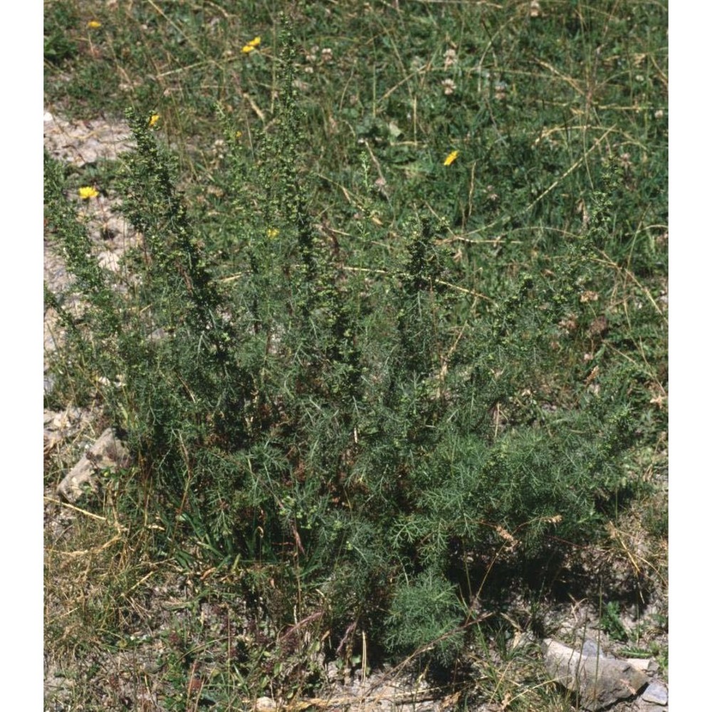 artemisia atrata lam.