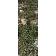 artemisia atrata lam.