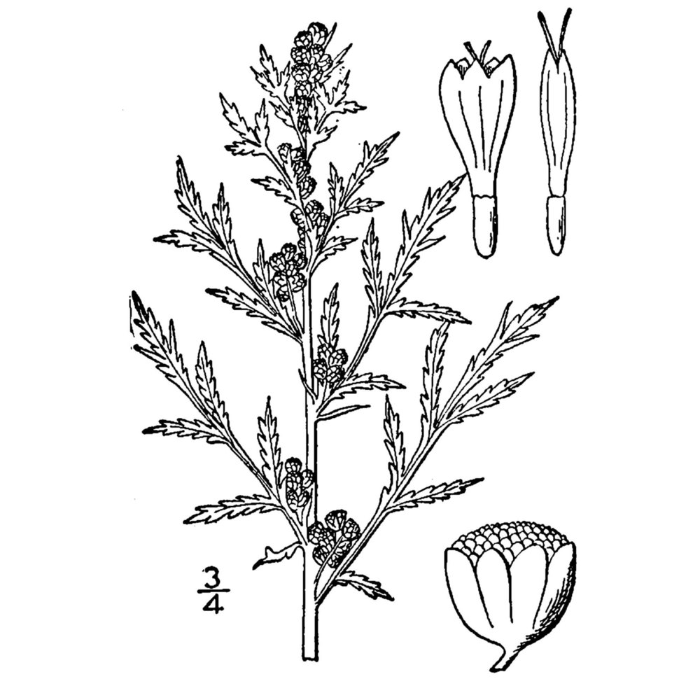 artemisia biennis willd.