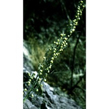 artemisia chamaemelifolia vill.