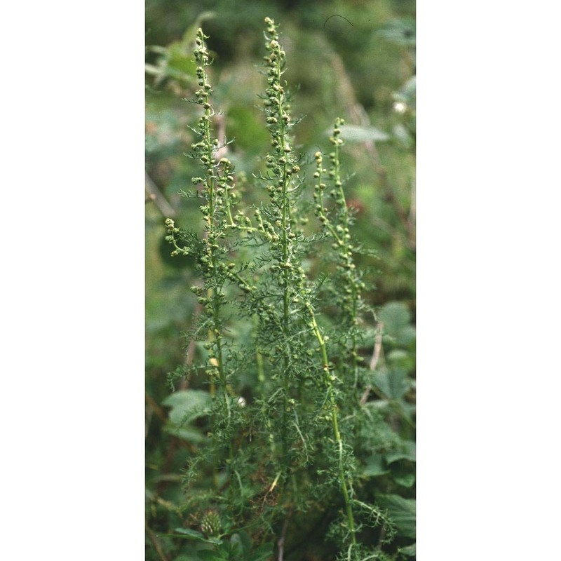 artemisia chamaemelifolia vill.